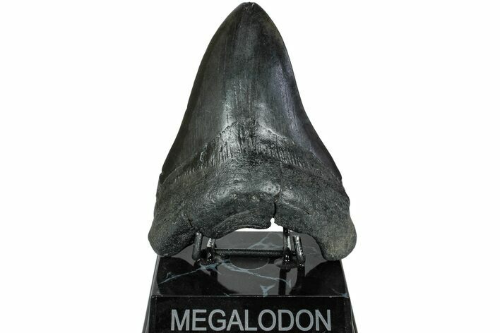 Fossil Megalodon Tooth - South Carolina #221732
